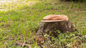 how to remove a tree stump