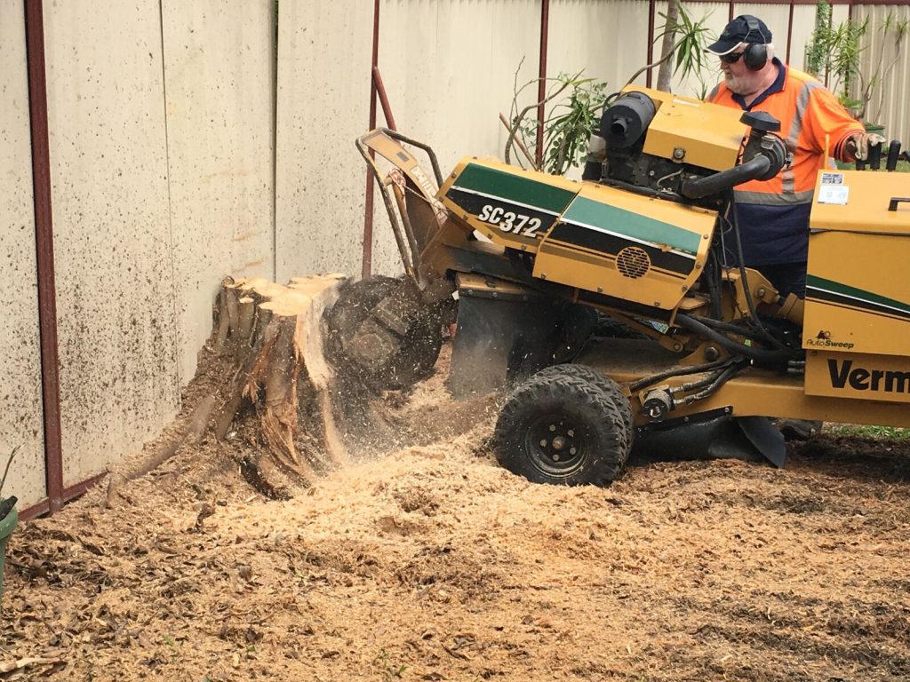 removing a tree stump in gold coast